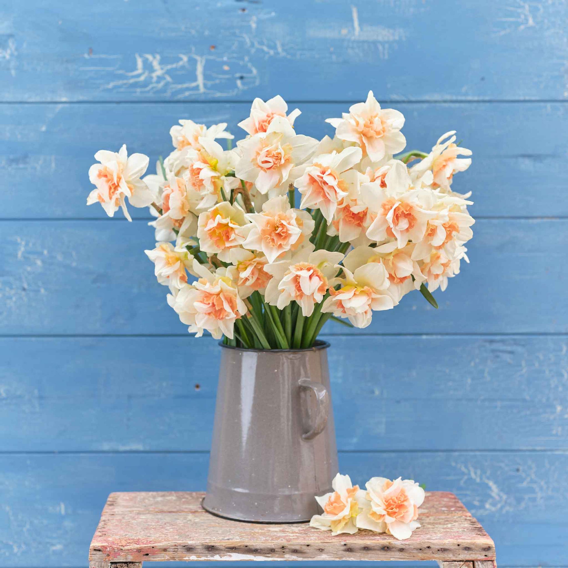 A bouquet of Replete daffodils in a blue vase on a wooden table.