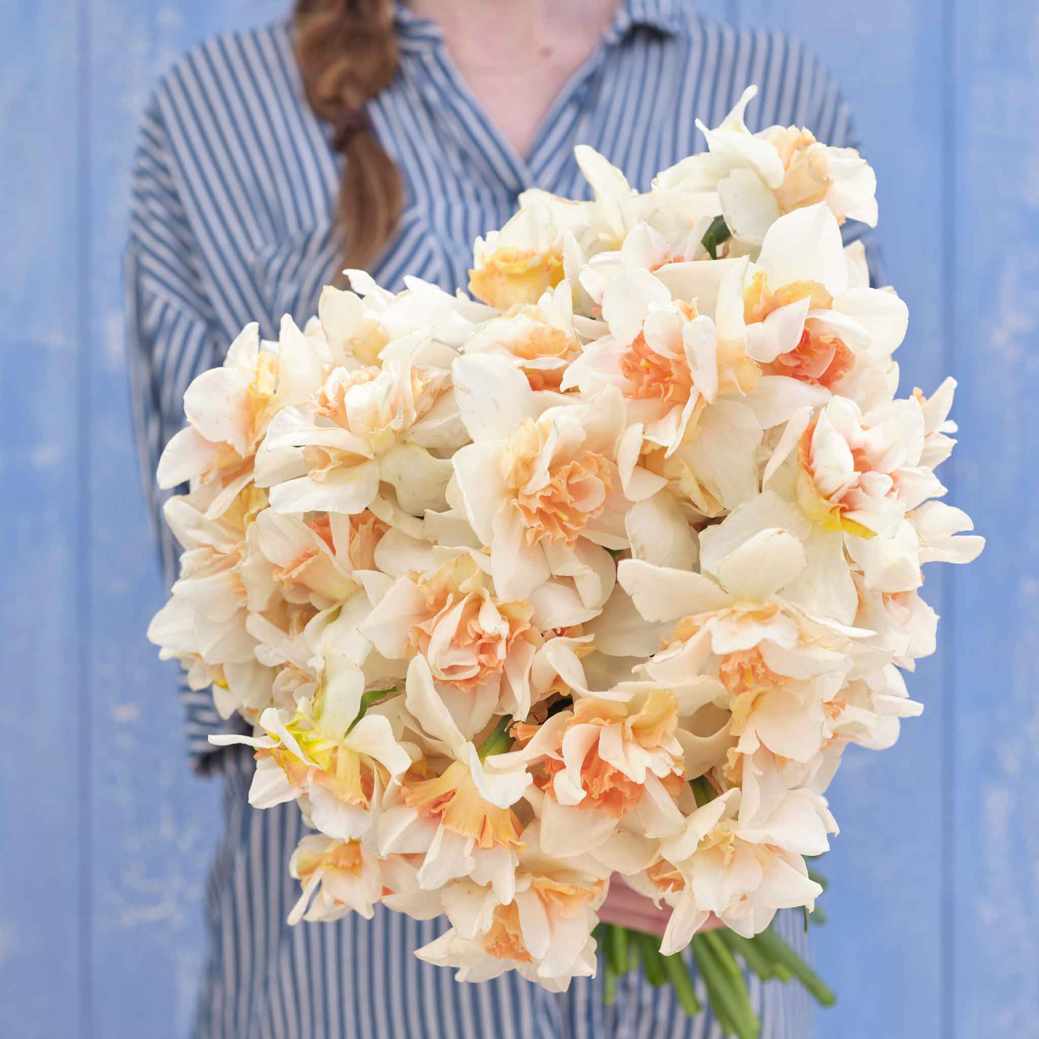 A person holding a bouquet of Replete daffodil flowers against a blue wall.