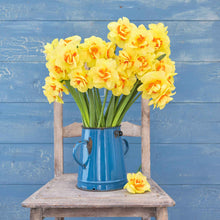 A bouquet of Tahiti daffodils in a blue vase on a wooden chair.