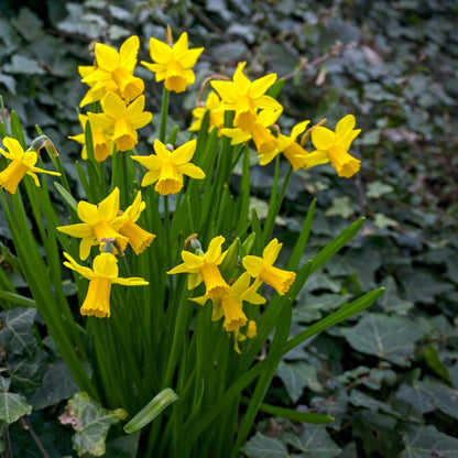 A cluster of a vibrant yellow Tete a Tete daffodil growing in a garden setting