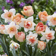 A vibrant mix of peach and pink tulips and daffodils blooming together in a garden.