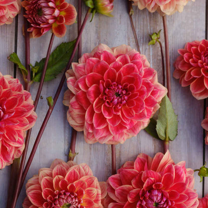 Close up of All That Jazz Dahlias freshly picked displayed on a wooded surface.