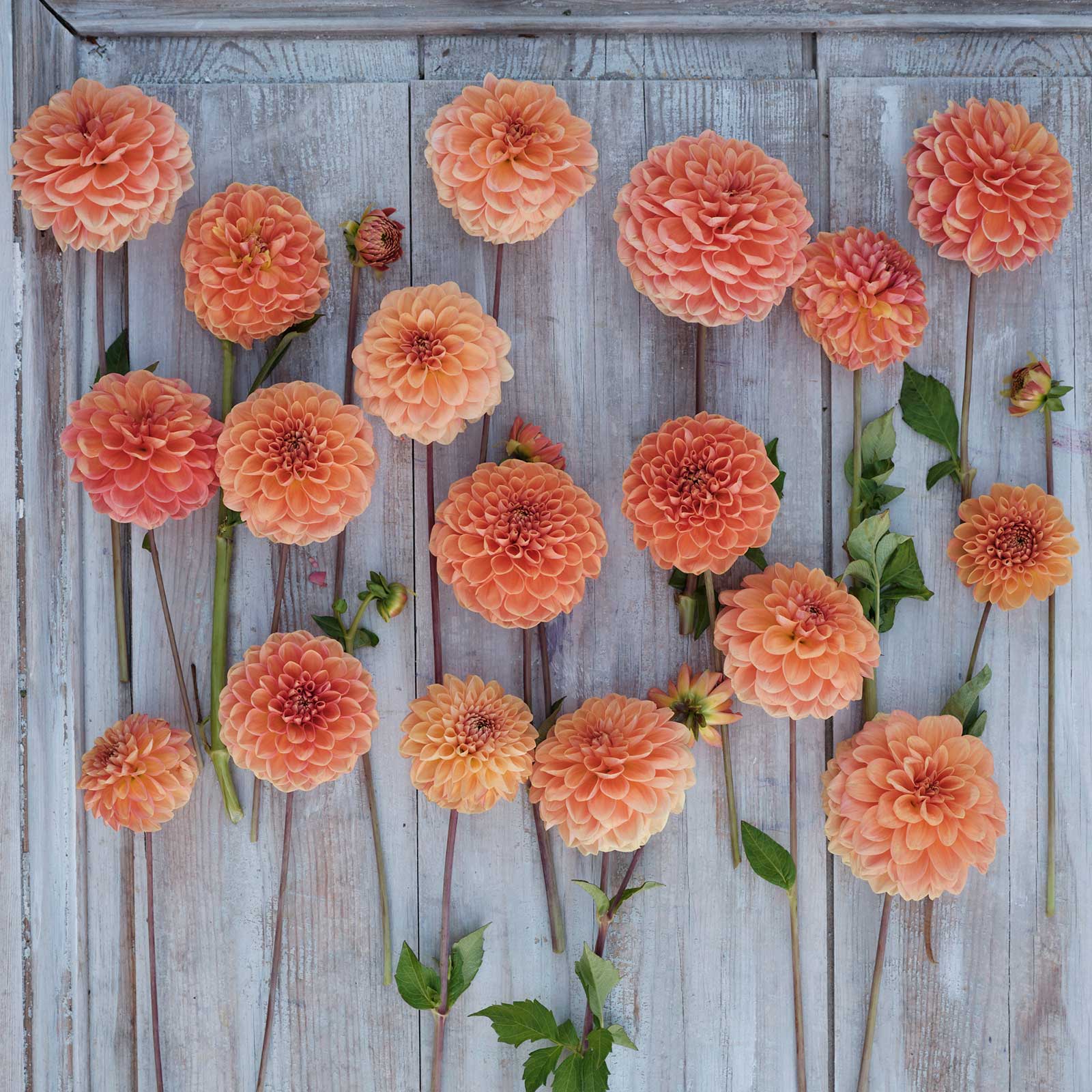 Apricona Dahlias freshly picked displayed on a wooded surface.