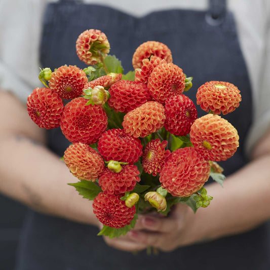 A person holding a bouquet of Bantling dahlia flowers in a garden setting.