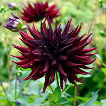 A close-up shot of a single Black Narcissus Dahlia flower, showcasing its delicate petals and vibrant colors.