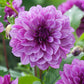 A close-up shot of a single Blue Bell Dahlia flower, showcasing its delicate petals and vibrant colors. | copyright: Floramedia UK Ltd