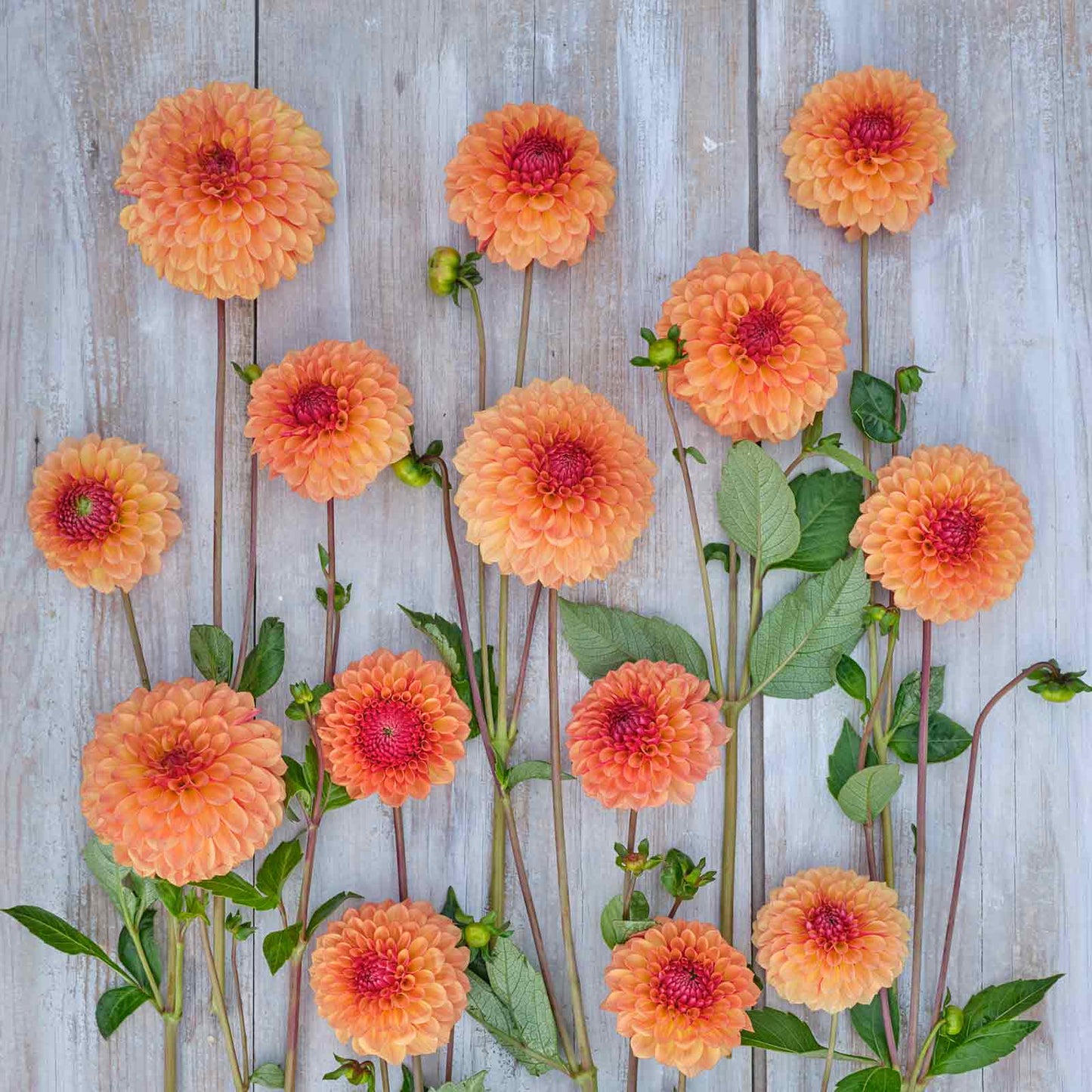 Bonanza Dahlias freshly picked displayed on a wooded surface.