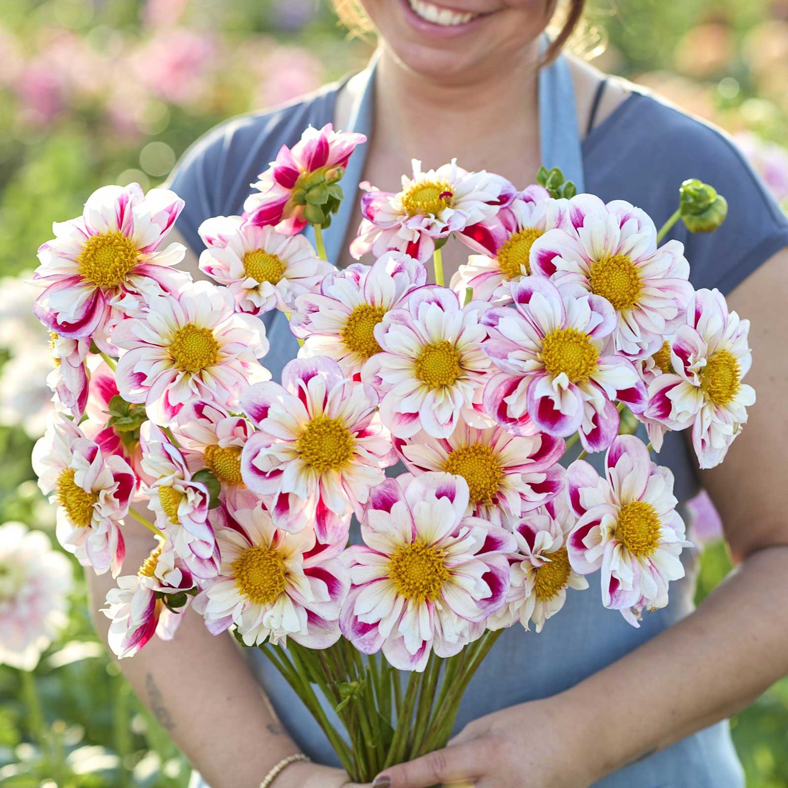 Person holding a bouquet of pink and white Bumble Rumble dahlia flowers with yellow centers in a garden setting