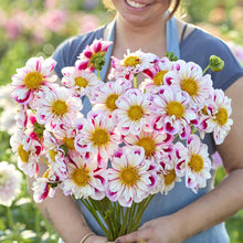 Person holding a bouquet of pink and white Bumble Rumble dahlia flowers with yellow centers in a garden setting