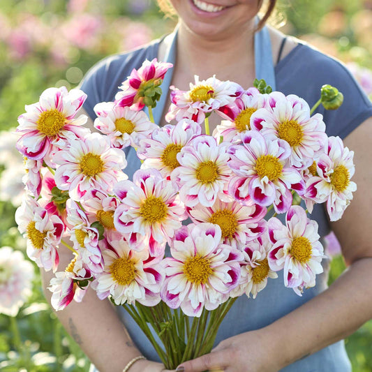Person holding a bouquet of pink and white Bumble Rumble dahlia flowers with yellow centers in a garden setting