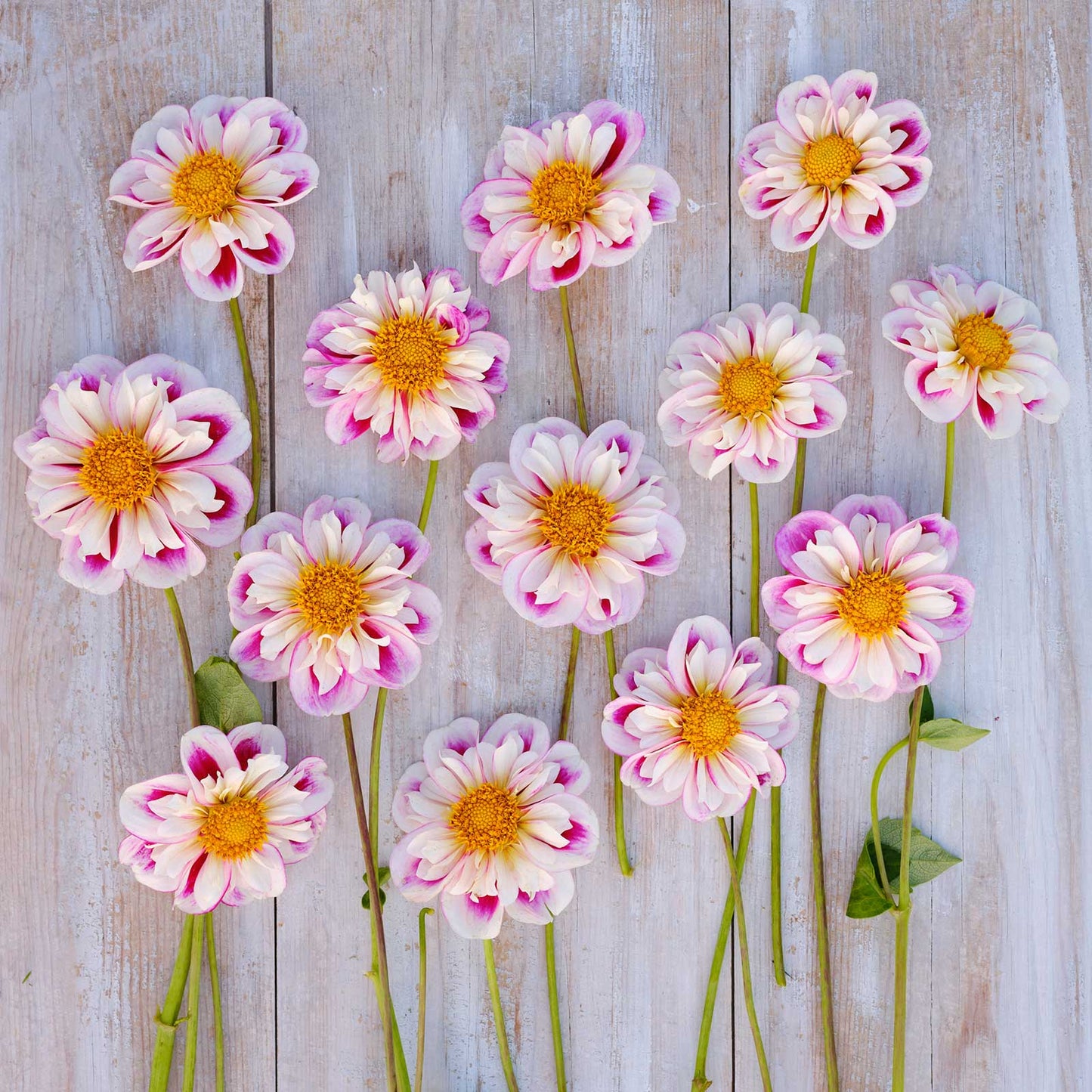Pink and white bumble rumble dahlia flowers with yellow centers arranged on a wooden surface