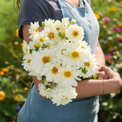 Person holding a bouquet of white dahlia figaro flowers with greenery in the background