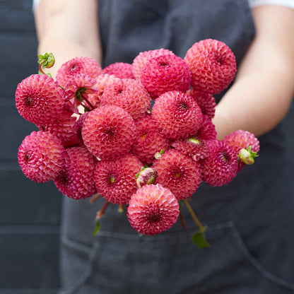 A person holding a bouquet of Burlesca dahlia flowers in a garden setting.