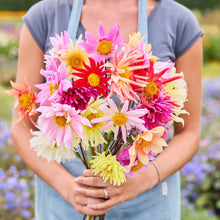 Person holding a bouquet of dahlia cactus flowered hybrid mix flowers in a garden setting