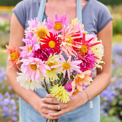 Person holding a bouquet of dahlia cactus flowered hybrid mix flowers in a garden setting