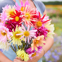 Person holding a bouquet of dahlia cactus flowered hybrid mix flowers in a garden setting