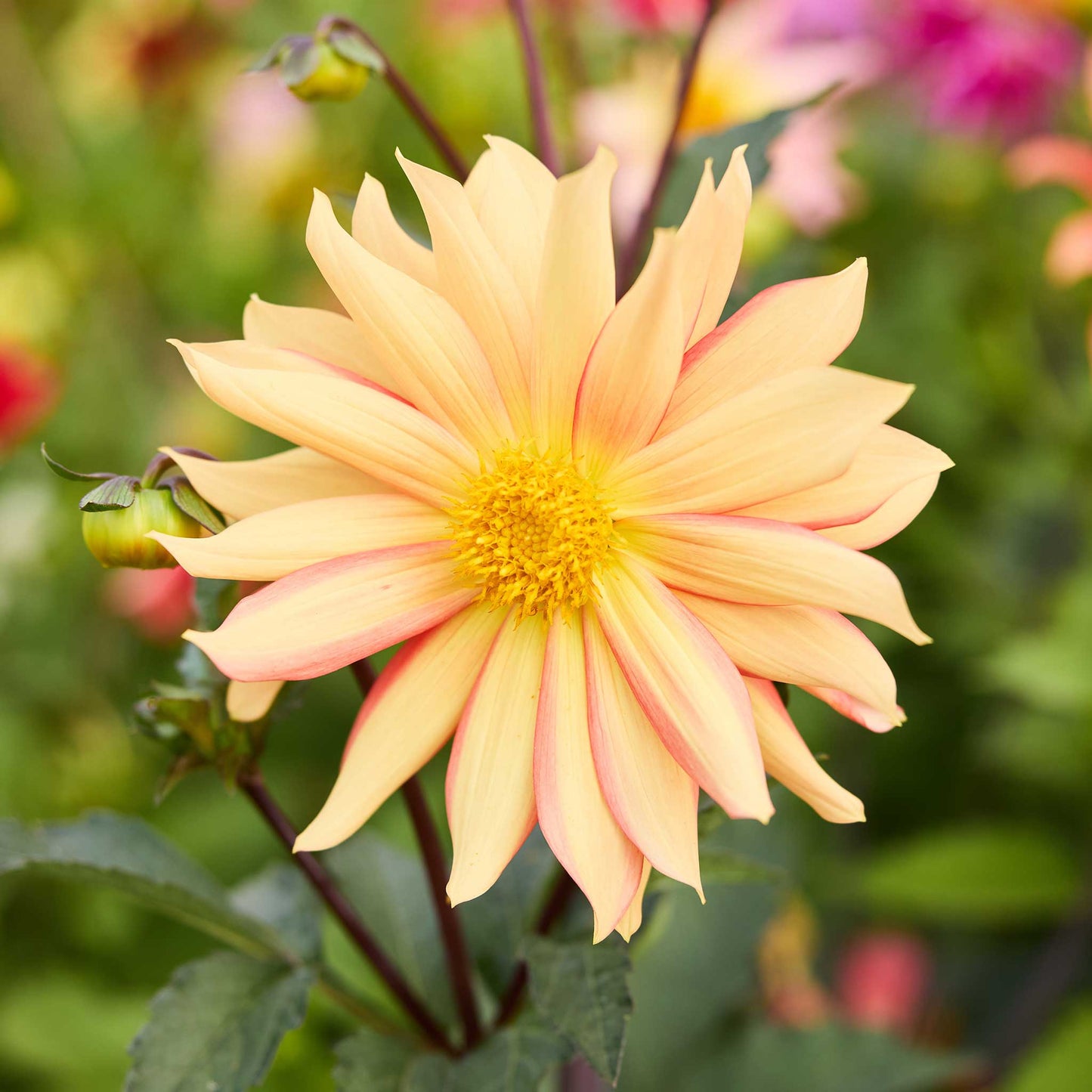 Close-up of a peach-colored dahlia flower from the cactus flowered hybrid mix with a blurred garden background