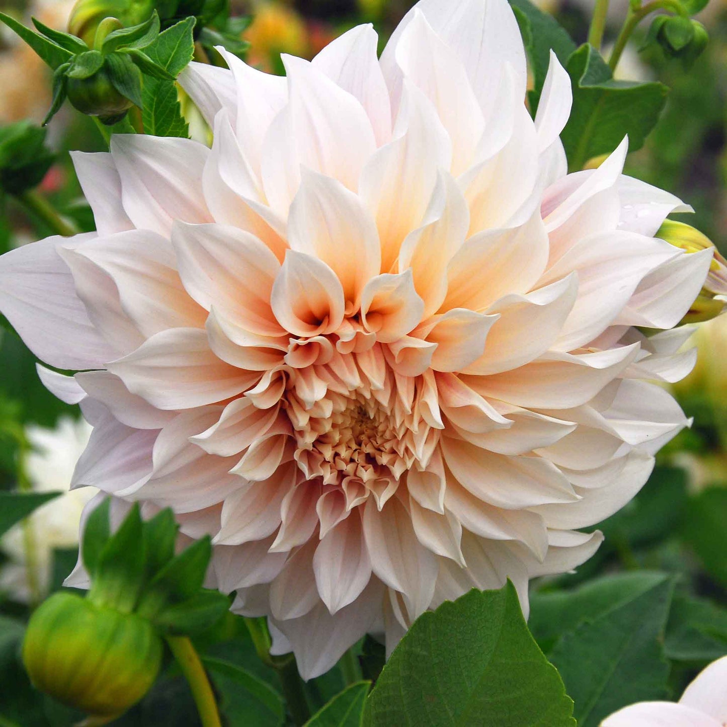A close-up shot of a single Cafe au Lait Dahlia flower, showcasing its delicate petals and vibrant colors.