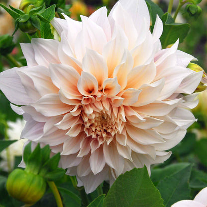 A close-up shot of a single Cafe au Lait Dahlia flower, showcasing its delicate petals and vibrant colors.