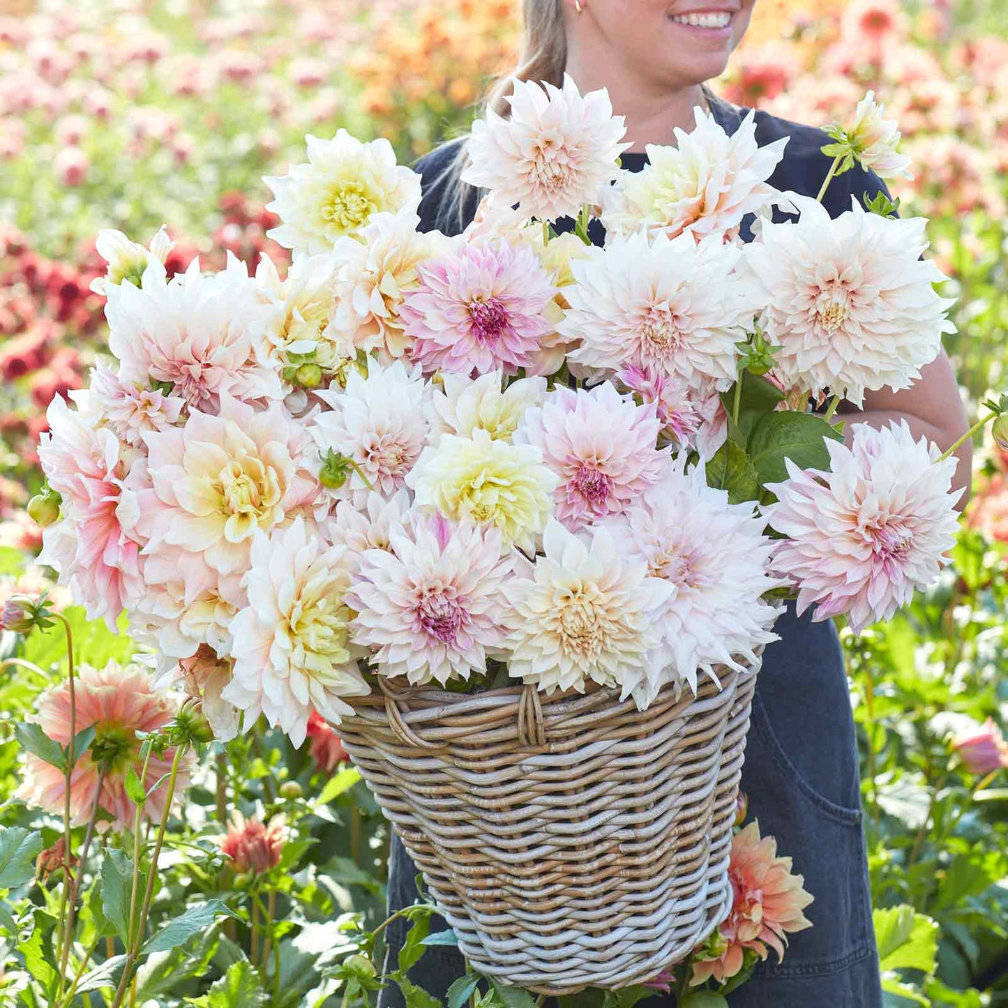 A person holding a bouquet of Celesitial Mix dahlia flowers in a garden setting.