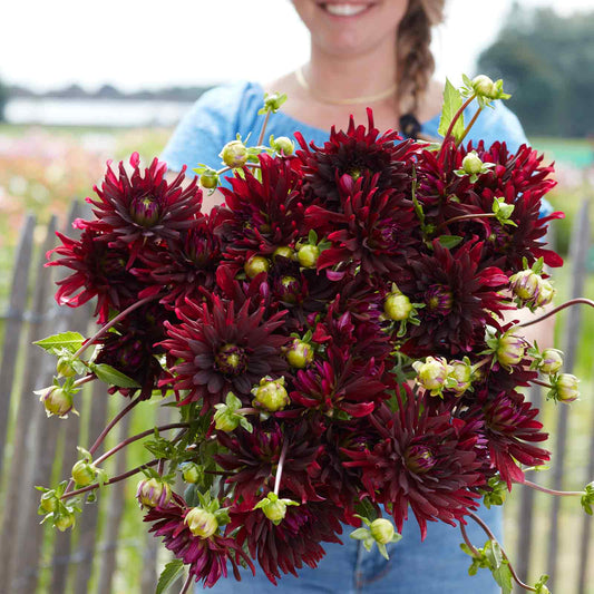 A person holding a bouquet of Chat Noir dahlia flowers in a garden setting.