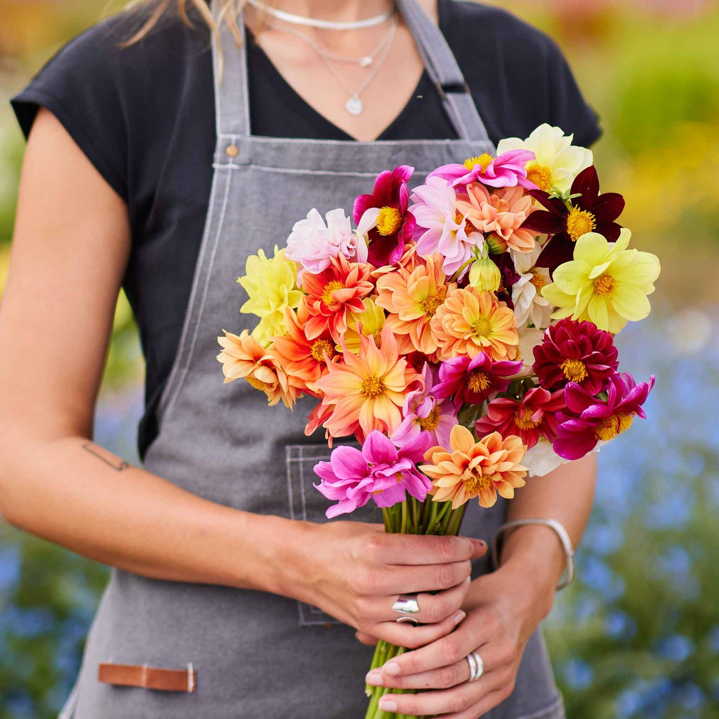 Red, orange, and yellow dahlia early bird mix blooms held against a plain background.