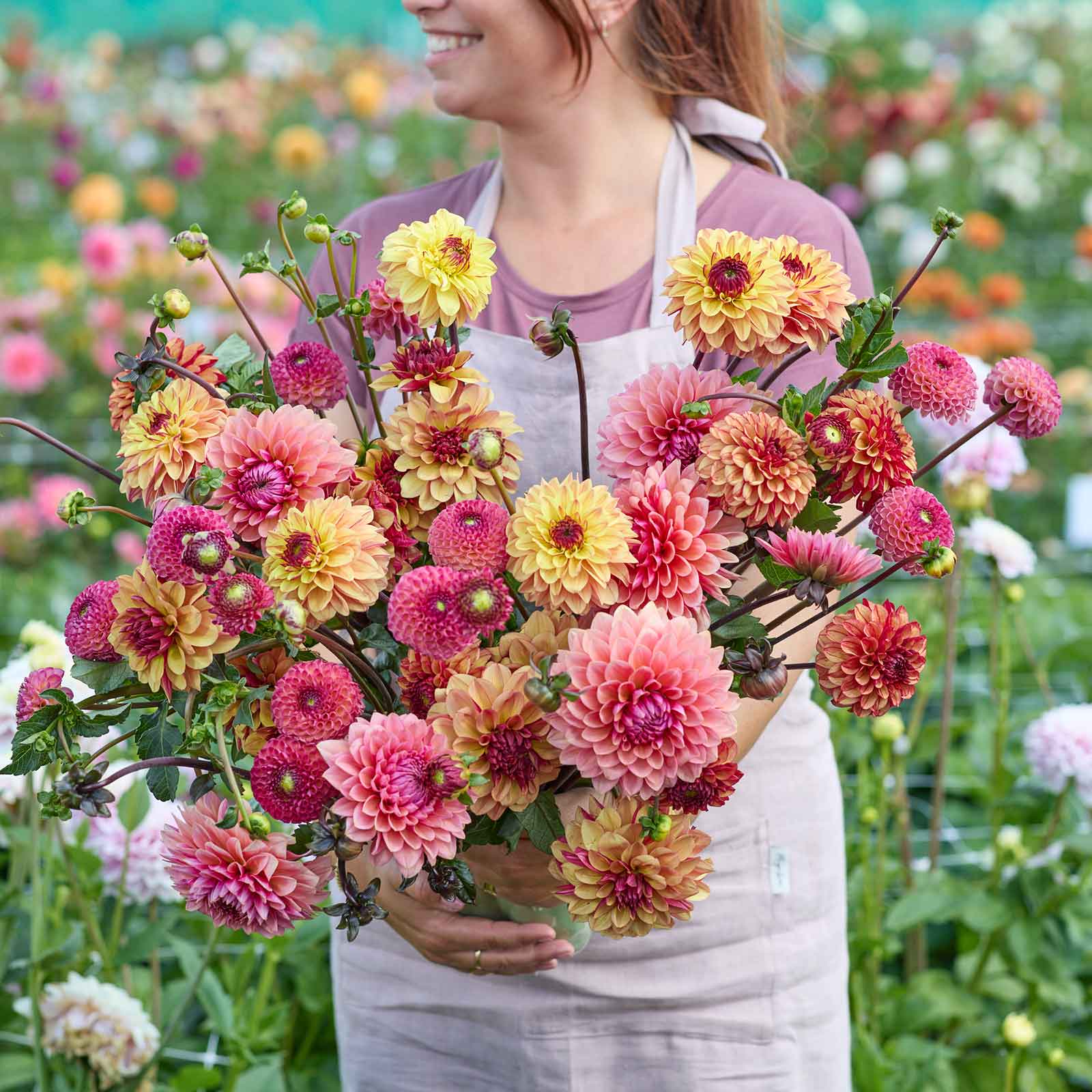 A person holding a bouquet of Earthy Shades Mix dahlia flowers in a garden setting.