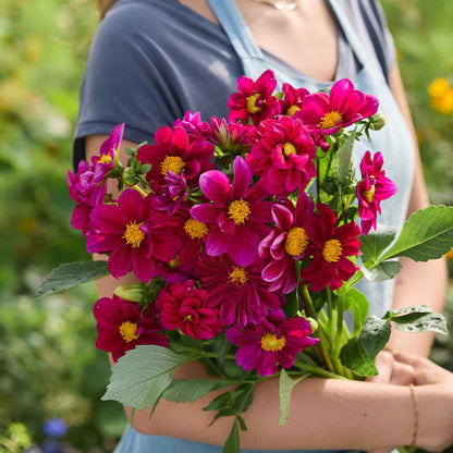 Person holding a bouquet of dahlia figaro violet shades flowers with green leaves against a blurred natural background