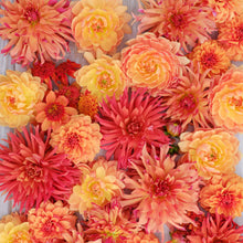 Vibrant red and orange Ginger Spice dahlias fully bloomed.