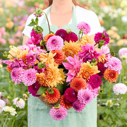 A person holding a bouquet of Hearts on Fire Mix dahlia flowers in a garden setting.