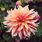 A close-up shot of a single Labyrinth Dahlia flower, showcasing its delicate petals and vibrant colors.