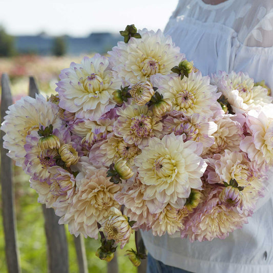 A person holding a bouquet of Masterclass dahlia flowers in a garden setting.