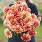 A person holding a bouquet of Miss Brandy dahlia flowers in a garden setting.