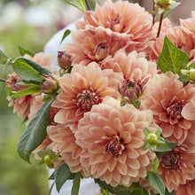 A person holding a bouquet of Nicholas dahlia flowers in a garden setting.