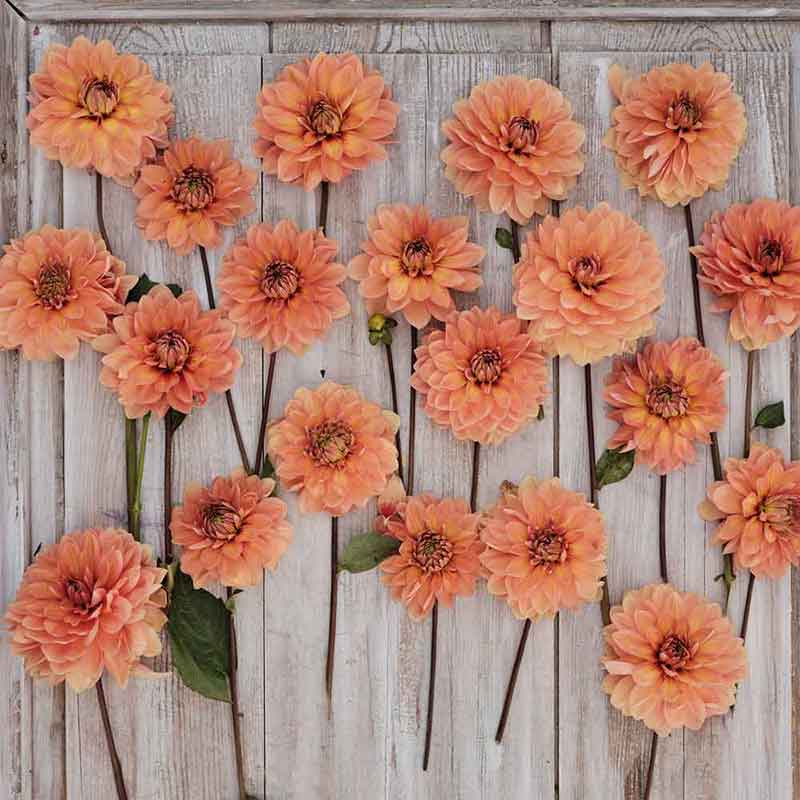 Nicholas Dahlias freshly picked displayed on a wooded surface.