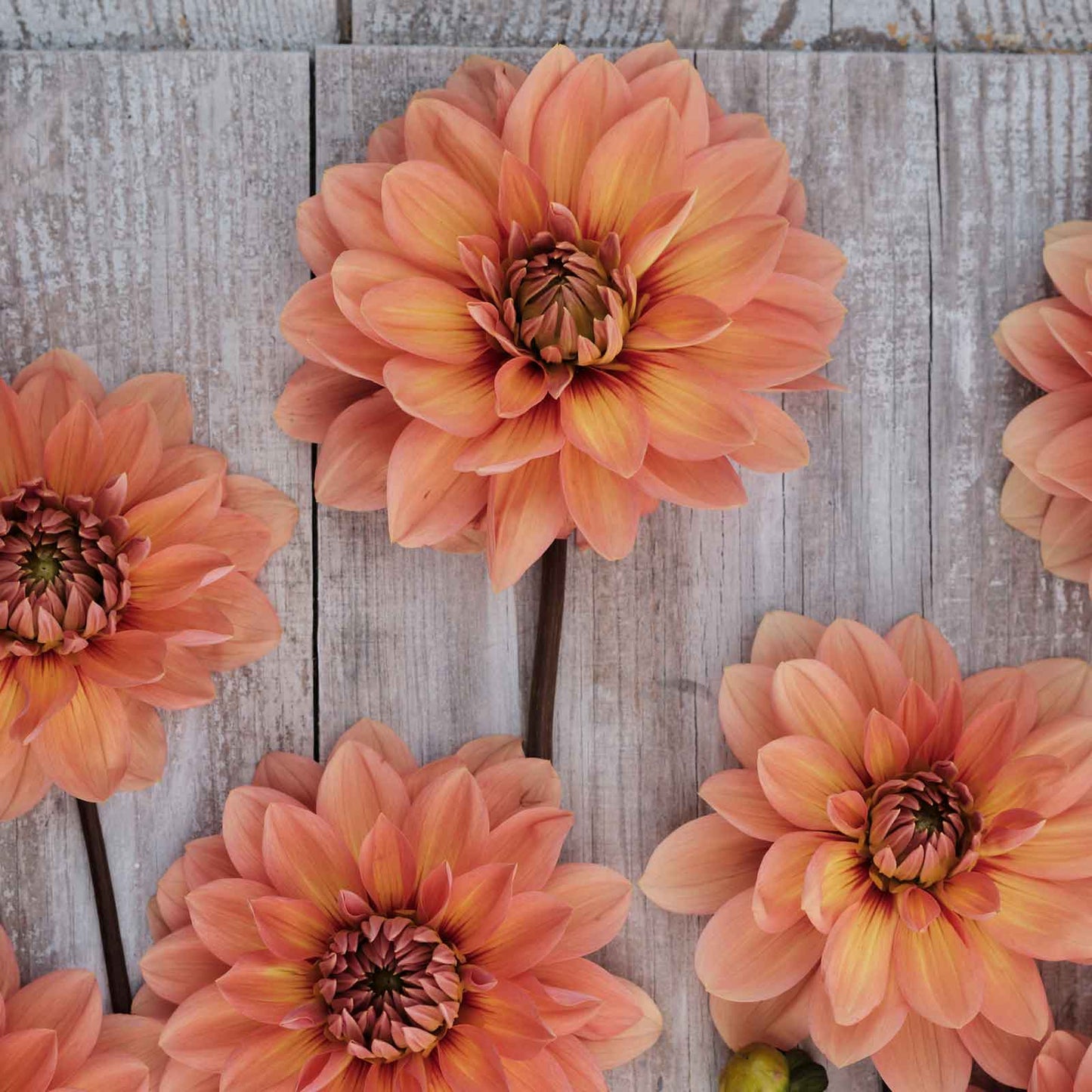 Close up of Nicholas Dahlias freshly picked displayed on a wooded surface.