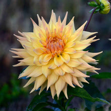 Two yellow penhill autumn shades flowers with a blurred natural background