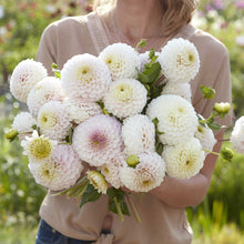 A person holding a bouquet of Pink Pearl dahlia flowers in a garden setting.