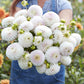 A person holding a bouquet of Pink Pearl dahlia flowers in a garden setting.