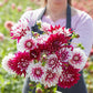 A person holding a bouquet of Rebecca's World dahlia flowers in a garden setting.