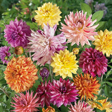 Rembrandt Mix dahlia bouquet showing the vibrant red, orange, yellow, and pink colors.