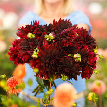 A person holding a bouquet of Rip City dahlia flowers in a garden setting.