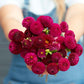 A person holding a bouquet of Rocco dahlia flowers in a garden setting.