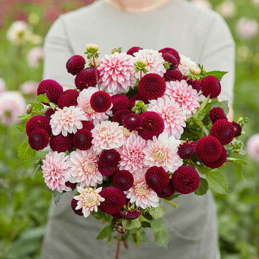 A person holding a bouquet of Scarlet Blush Duo dahlia flowers in a garden setting.