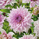 Dahlia Tubers (Dinnerplate) - Shiloh Noelle