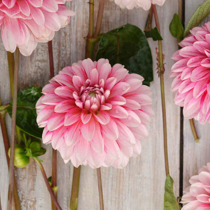 A close-up of Strawberry and Cream Dahlias freshly picked displayed on a wooded surface.