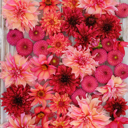 Vibrant red Strawberry Fields Mix dahlias fully bloomed.