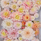 Vibrant pink, white, and orange Sweet Dreams Mix dahlias fully bloomed.