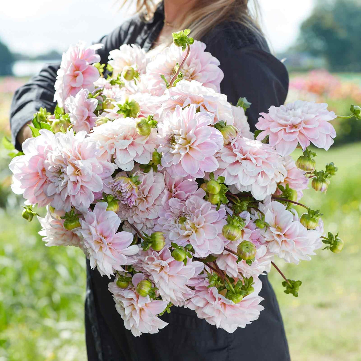 A person holding a bouquet of Sweet Nathalie dahlia flowers in a garden setting.