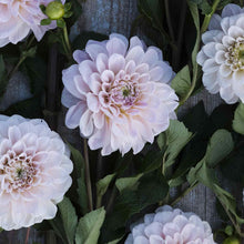 A close-up shot of Sweet Nathalie Dahlia flowers, showcasing their delicate petals and vibrant colors.
